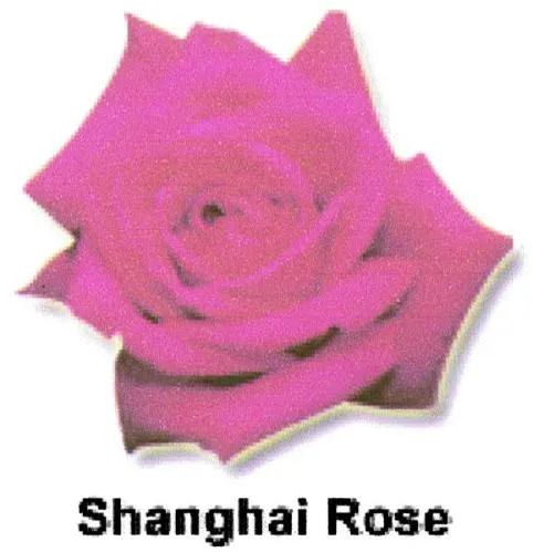 SHANGHAI ROSE