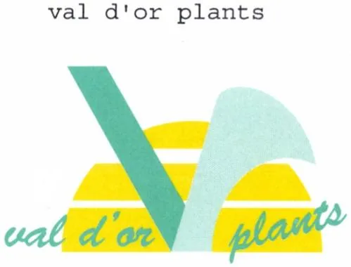 val d'or plants