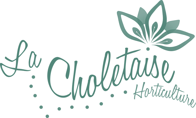 LA CHOLETAISE